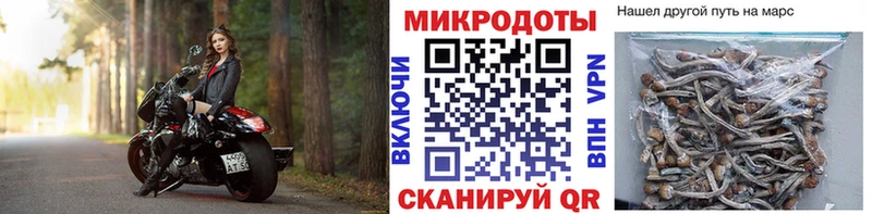 МЕГА ONION  цена наркотик  Клинцы  Псилоцибиновые грибы Psilocybine cubensis 